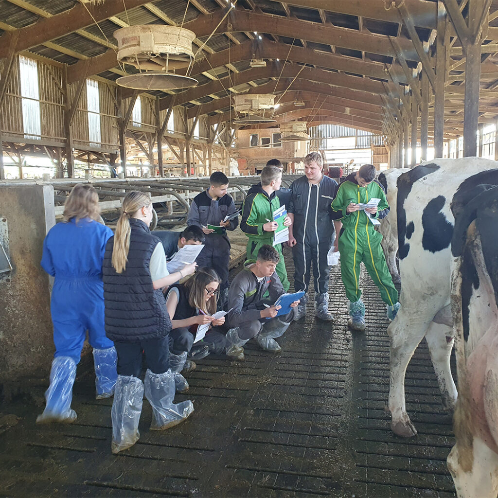 pointage bovins Prim’Holstein