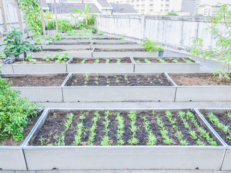 agri urbaine 4